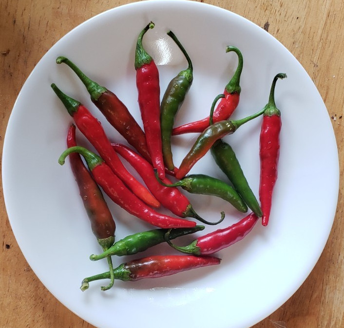 Thai Prik Chi Faaa Pepper seeds (25) great for Thai food, spicy!