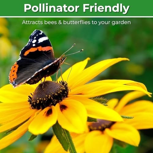 400,000+ Non-GMO Black Eyed Susan Seeds – Rudbeckia Hirta Wildflower for Garden,