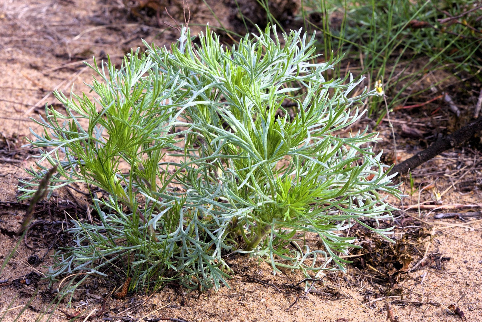 500 BEACH WORMWOOD Artemisia Caudata Silvermound Red Sagewort Herb Flower Seeds