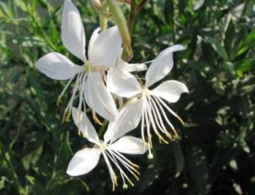 GAURA lindheimeri FLOWERS 15 FRESH SEEDS FREE SHIPPING