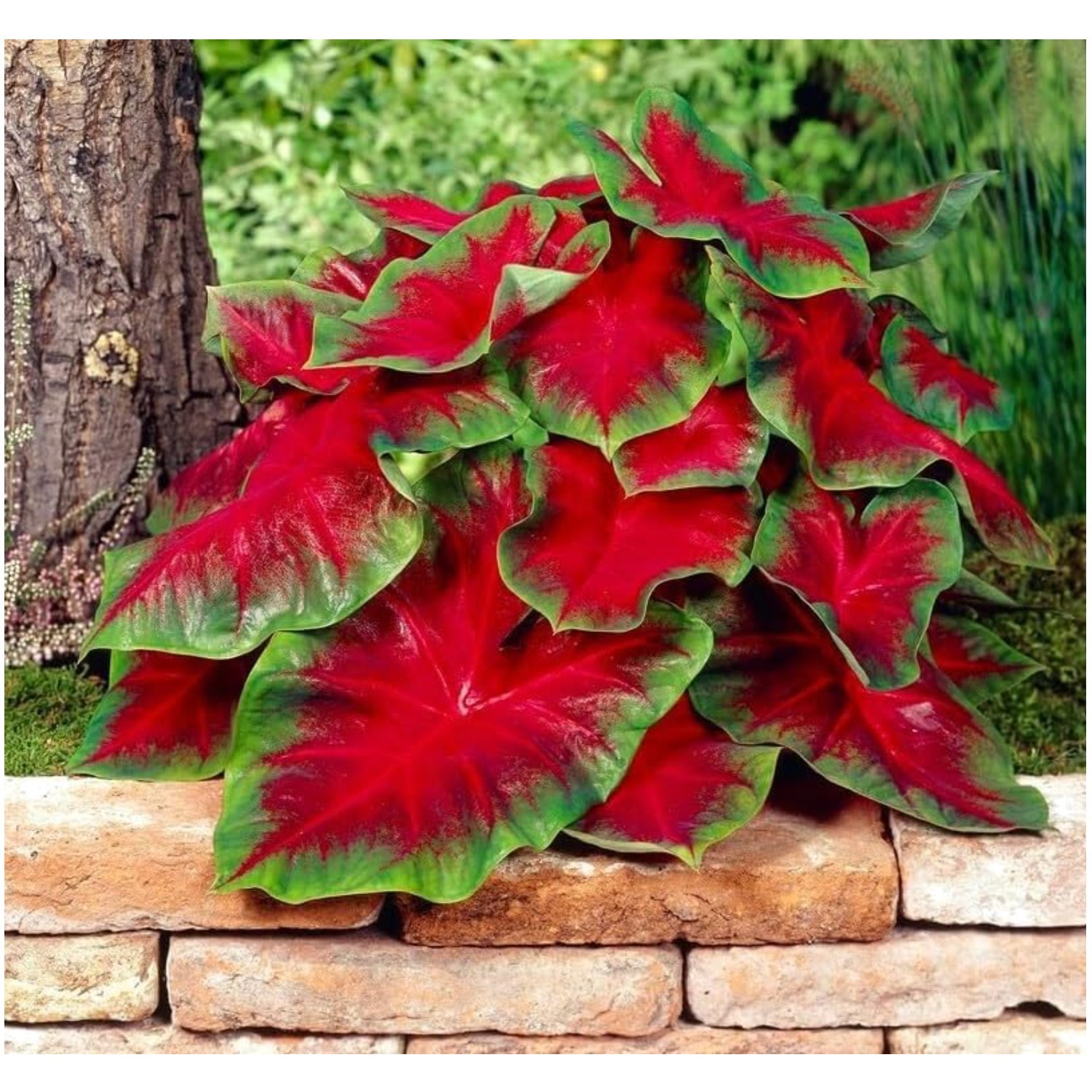 Florida Cardinal Caladium Bulbs – 10 Perennial Fancy Plants for Vibrant Gardens