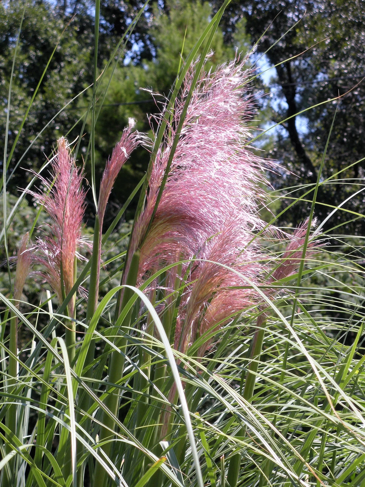 200 Ornamental PINK PAMPAS GRASS Cortaderia Selloana Rosea Seeds