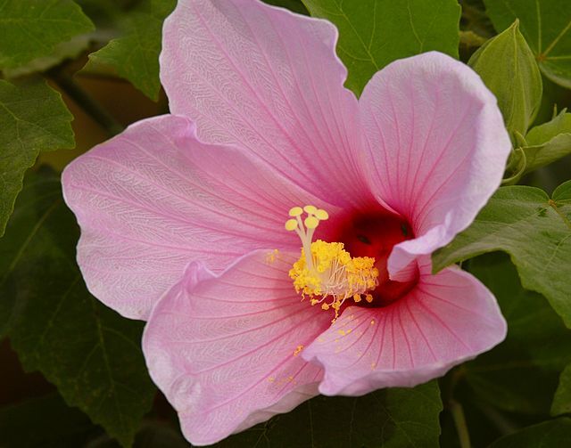 MARSHMALLOW Seeds *FREE Shipping!* Althaea officinalis Flowering Herb 100+ SEEDS