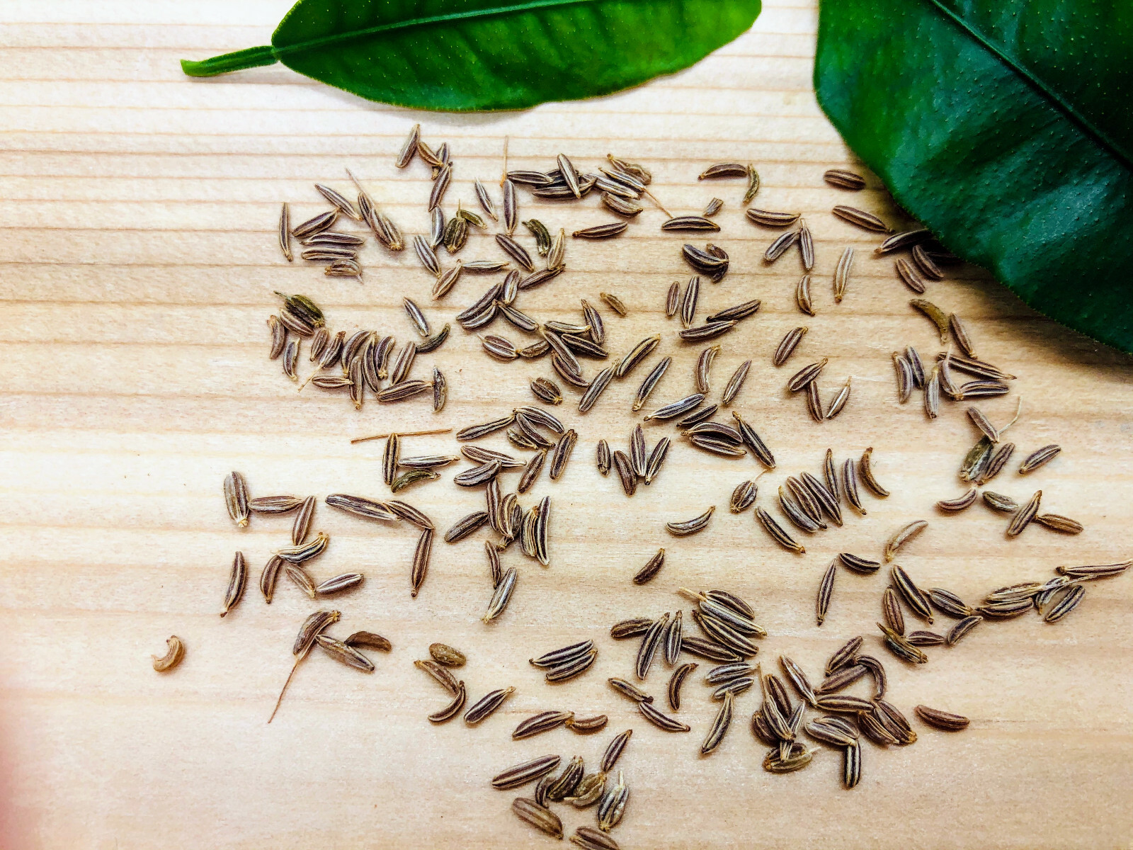 Caraway 500 Herb Seeds Carum carvi Heirloom Biennial for Planting, Fragrant Leaf