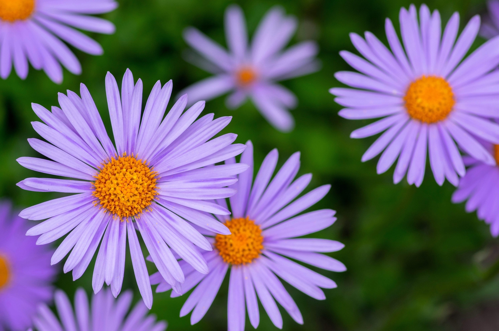 50 BLUE EAST INDIES ASTER Tongolensis Flower Seeds *Flat S/H