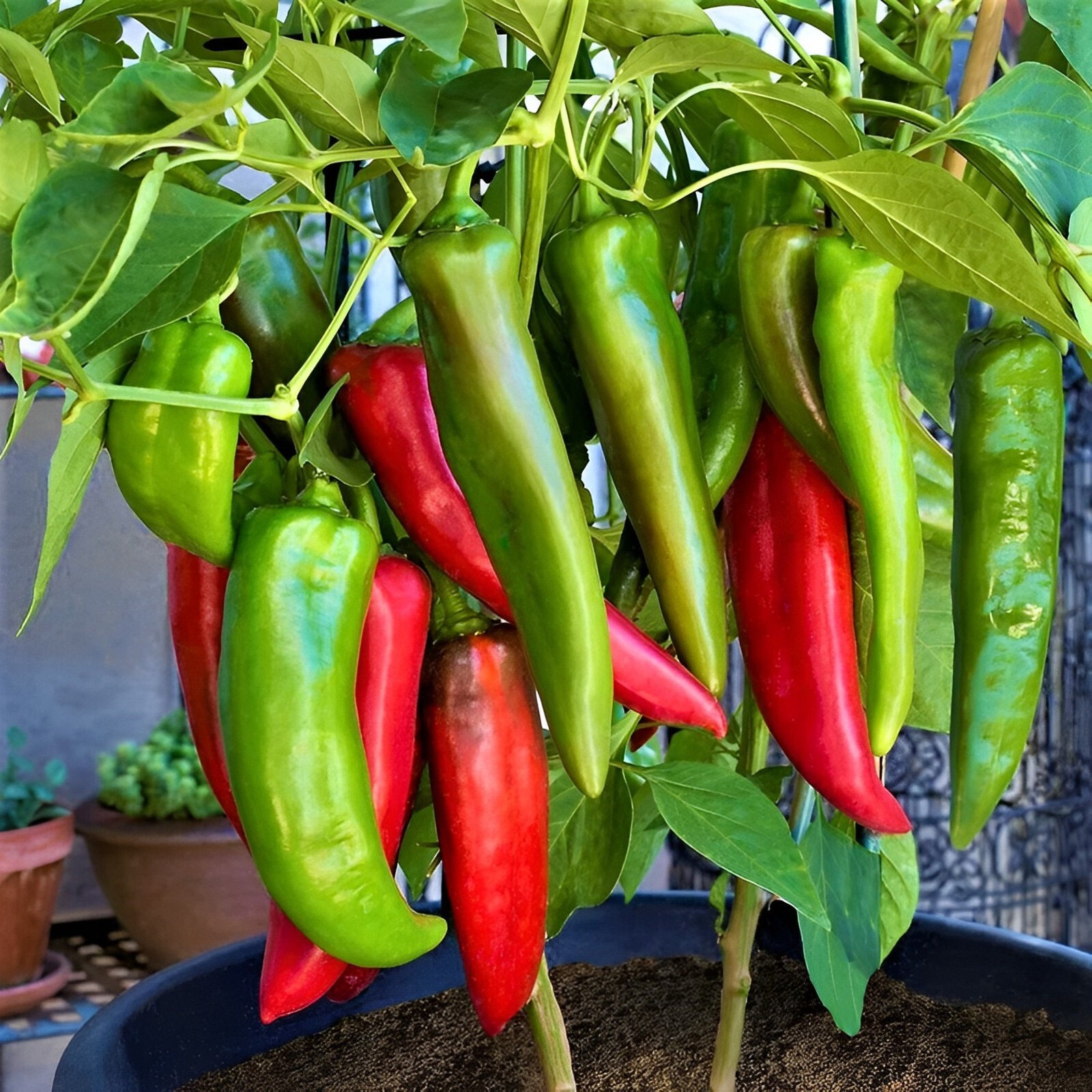 New Mexico Big Jim Mild Chili Pepper 15 Seeds- NuMex Hatch Ristra