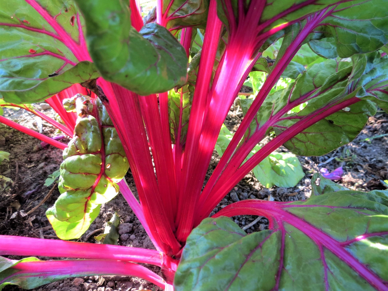 40 PINK LIPSTICK SWISS CHARD Vegetable Seeds Perpetual Spinach Beta Vulgaris