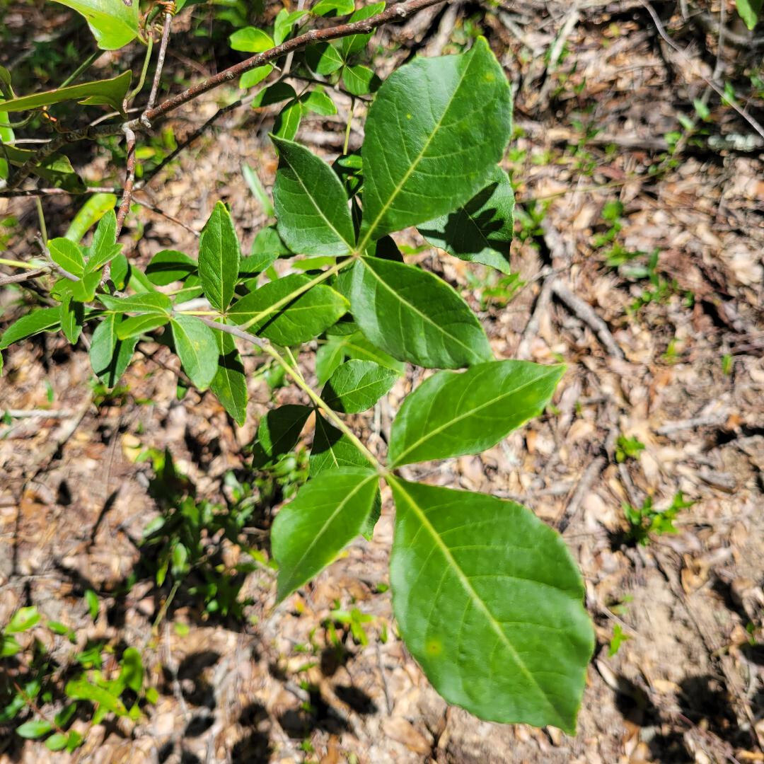 5+ Common Hoptree Seeds | Ptelea Trifoliata | Wafer Ash Tree | Florida Native