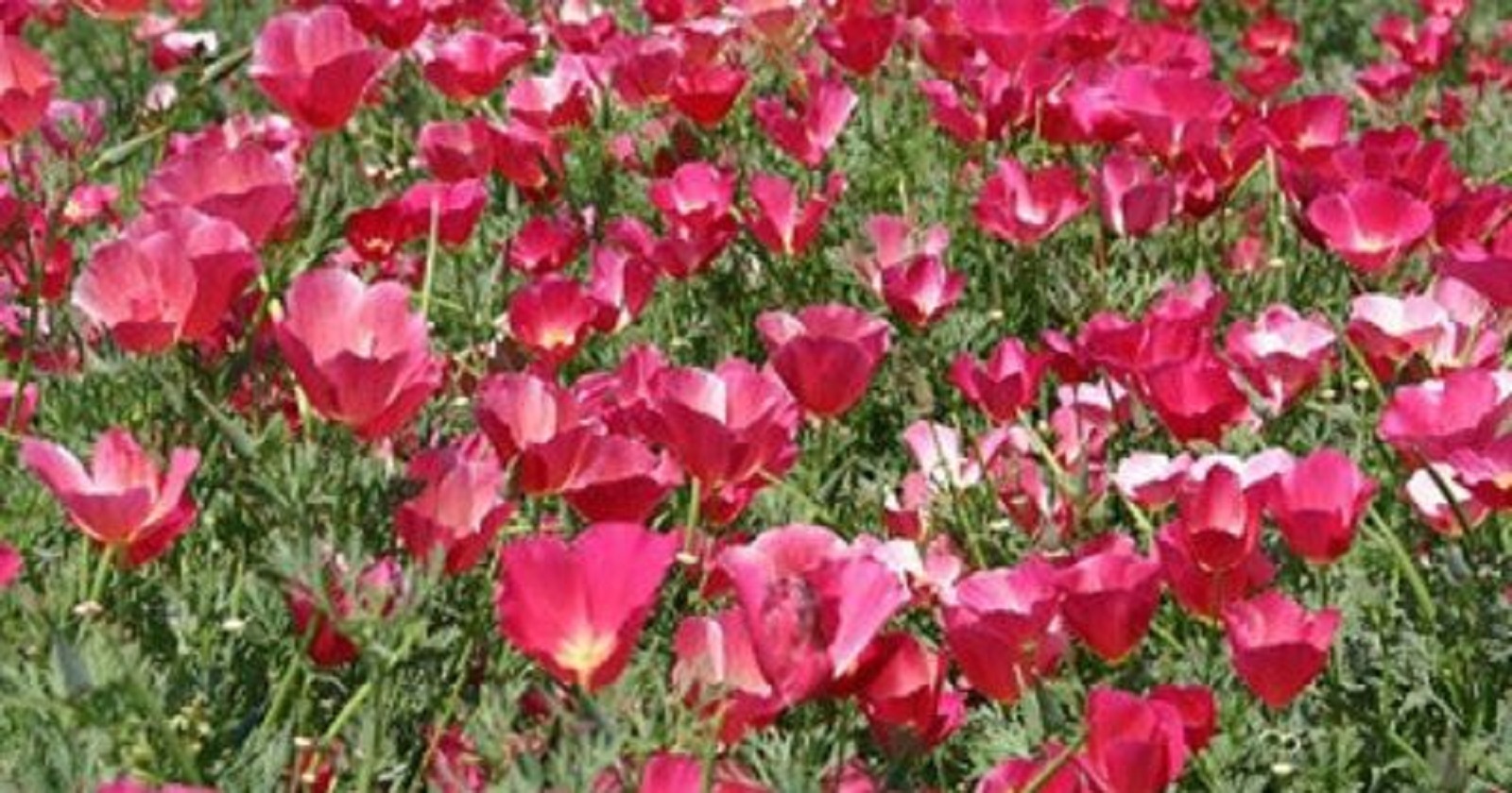 California Poppy Seeds Carmine King 200 SEEDS NON-GMO–BUY 4 ITEMS FREE SHIP
