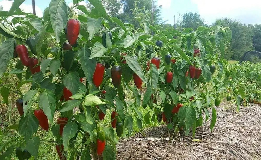  Jalapeno Pepper (25) Seeds Green to Red Tasty Vegetable Prolific Growth