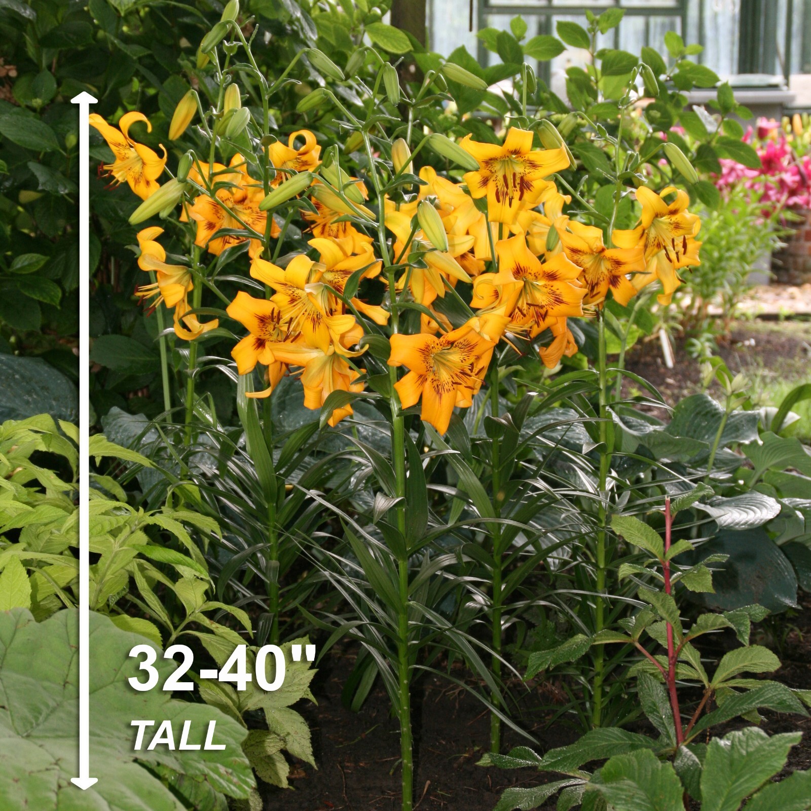 Garden State Bulb Yellow Bruse Asiatic Lily Flower Bulbs, 14/16cm, Spring