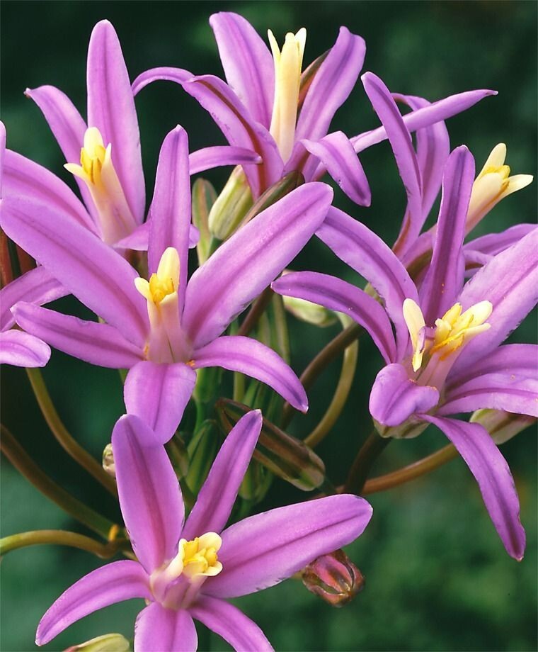 BRODIAEA ‘BABYLON’ FLOWER BULBS HARDY PERENNIAL PINK SPRING BLOOMS FULL SUN EASY