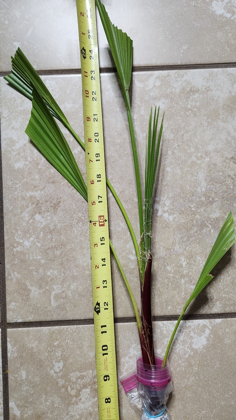 (1) 3 YEAR OLD – WASHINGTON ROBUSTA, MEXICAN FAN PALM TREE SEED SAPLINGS