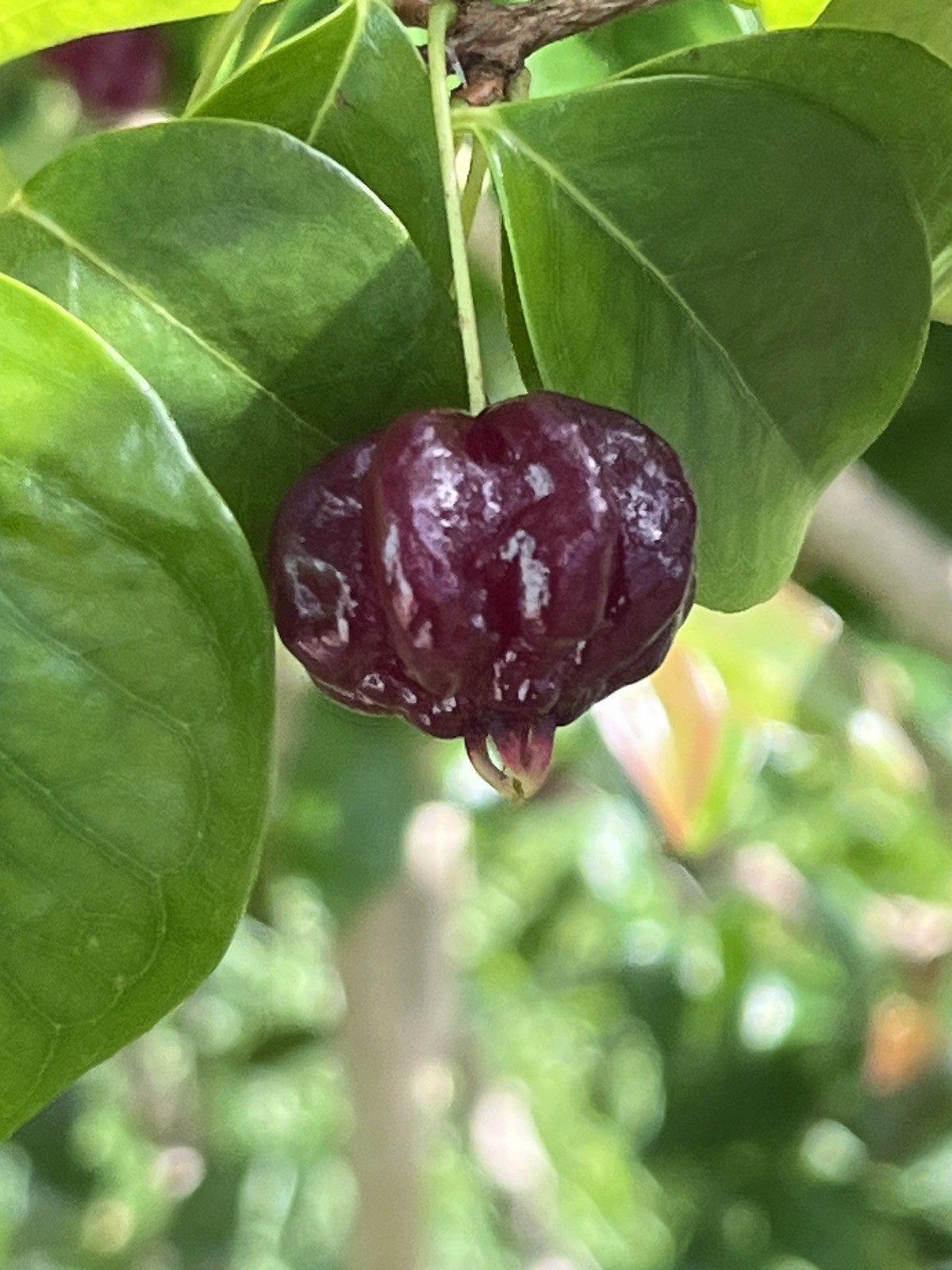 20 FRESH BLACK SURINAM CHERRY SEEDS – UNIFLORA – BEST SELLER!