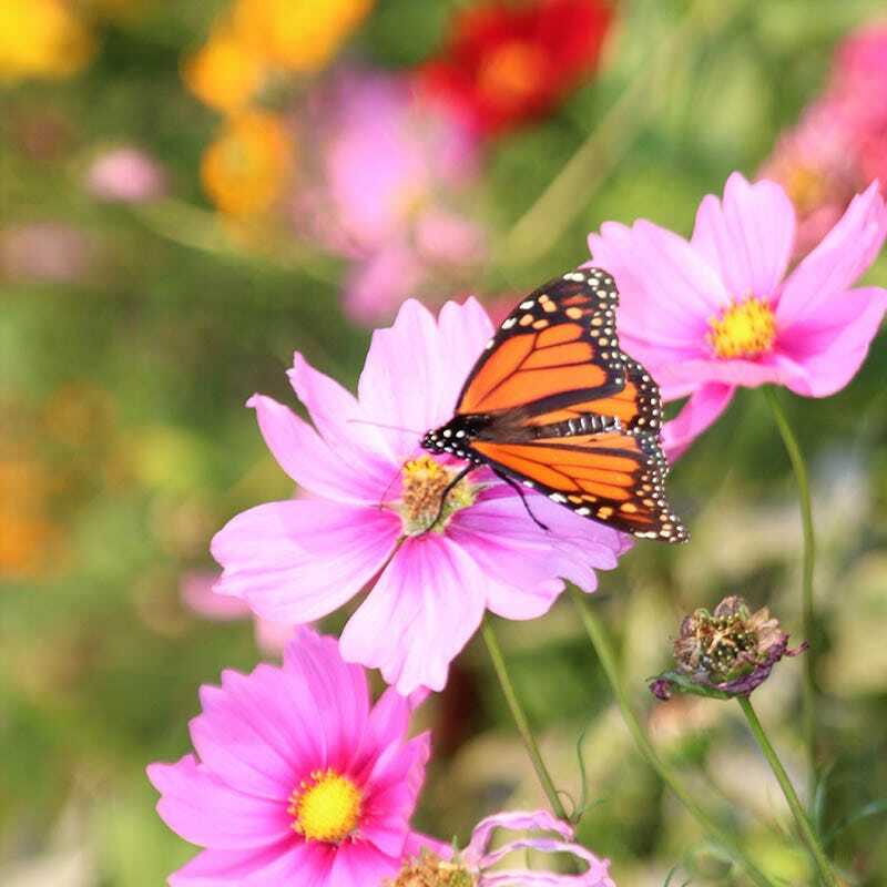 Landscaper’s Pack BUTTERFLY & HUMMINGBIRD Mix Pollinator Garden 5000+ Seeds!