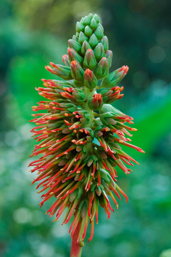 Acrocarpus Fraxinifolius Tree 500 Seeds, Pink Cedar Erosion Control Fodder