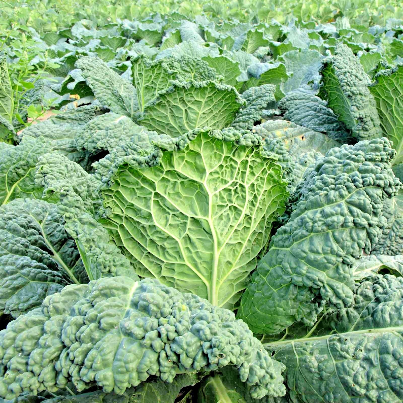 601+VATES Blue Curled Scotch KALE Seed Organic Spring Fall Garden Container Easy