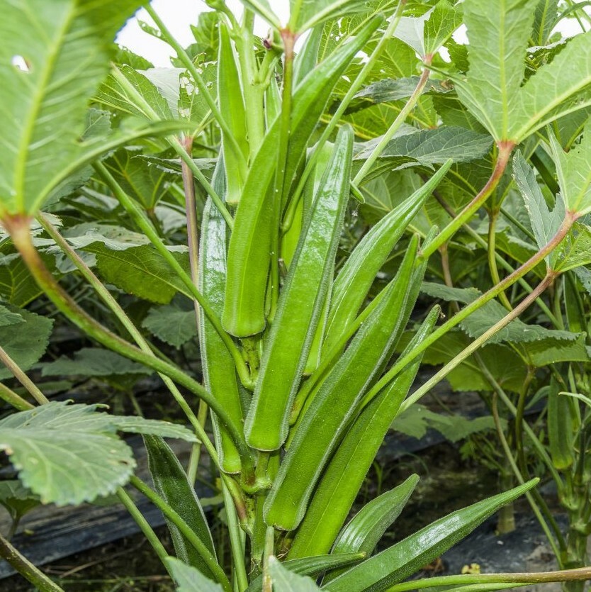 BULK Clemson Spineless Okra Seeds | USA Wholesale Crop Vegetable Seed New 2024