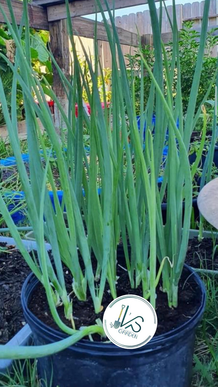 WHITE BUNCHING ONION SEEDS, HÀNH LÁ (250+ PCS)