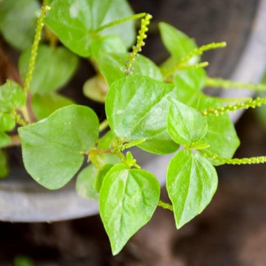 Crab Claw Seeds 5000pcs – Rau Cang Cua – Herb Peperomia Pellucida Pansit Pans…