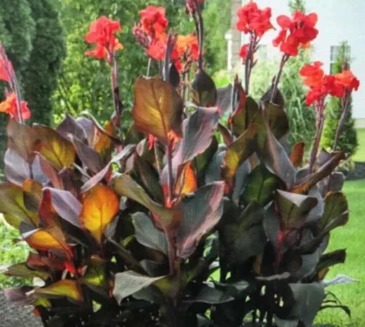 Canna Bulbs Red Flowers Tall Plants ONE Bronze Leaf Lily Rhizome
