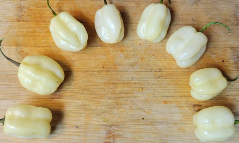 Caribbean Blend Hot Peppers – 40 Seeds Red Orange Yellow White
