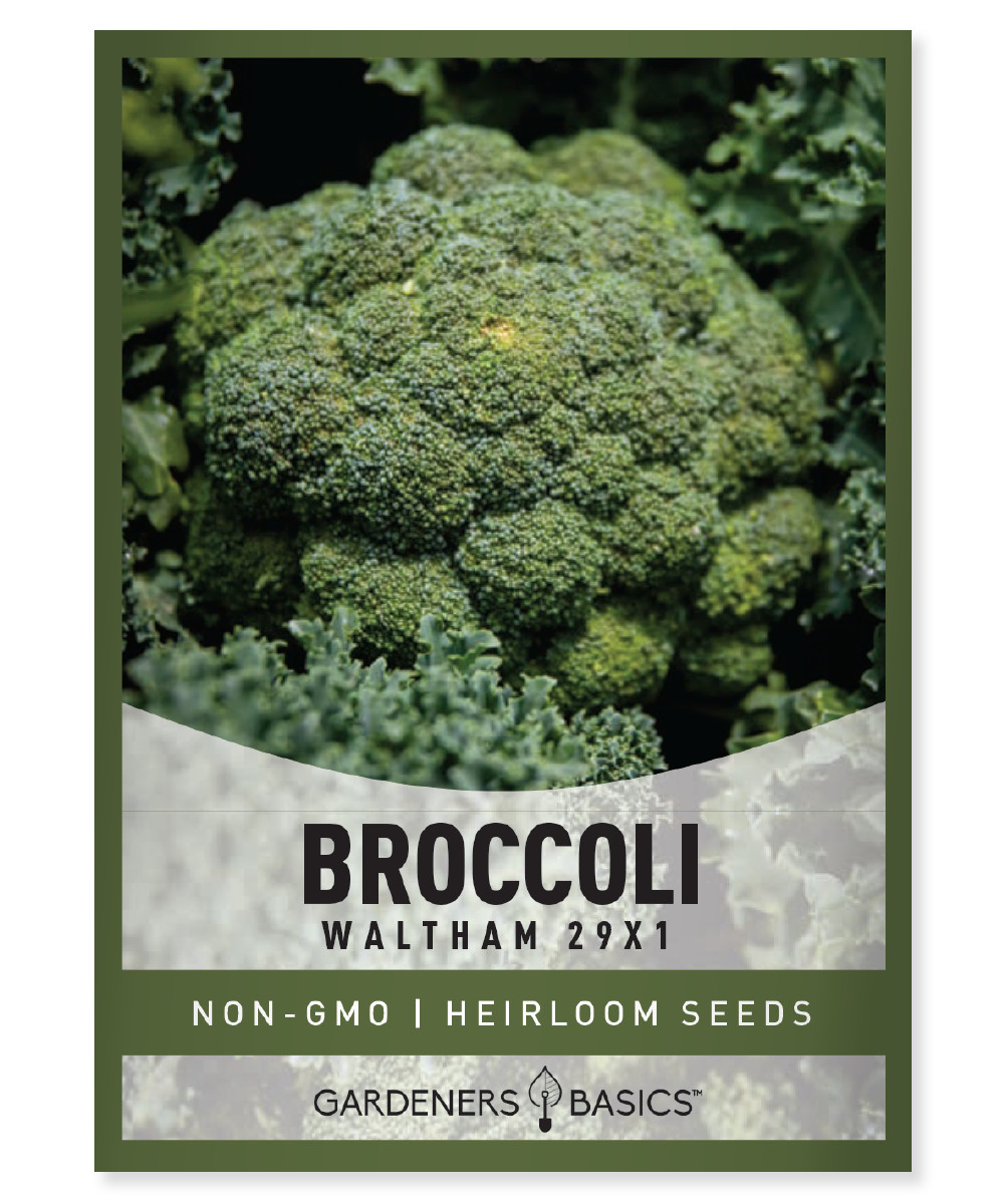 Waltham 29 Broccoli Seeds