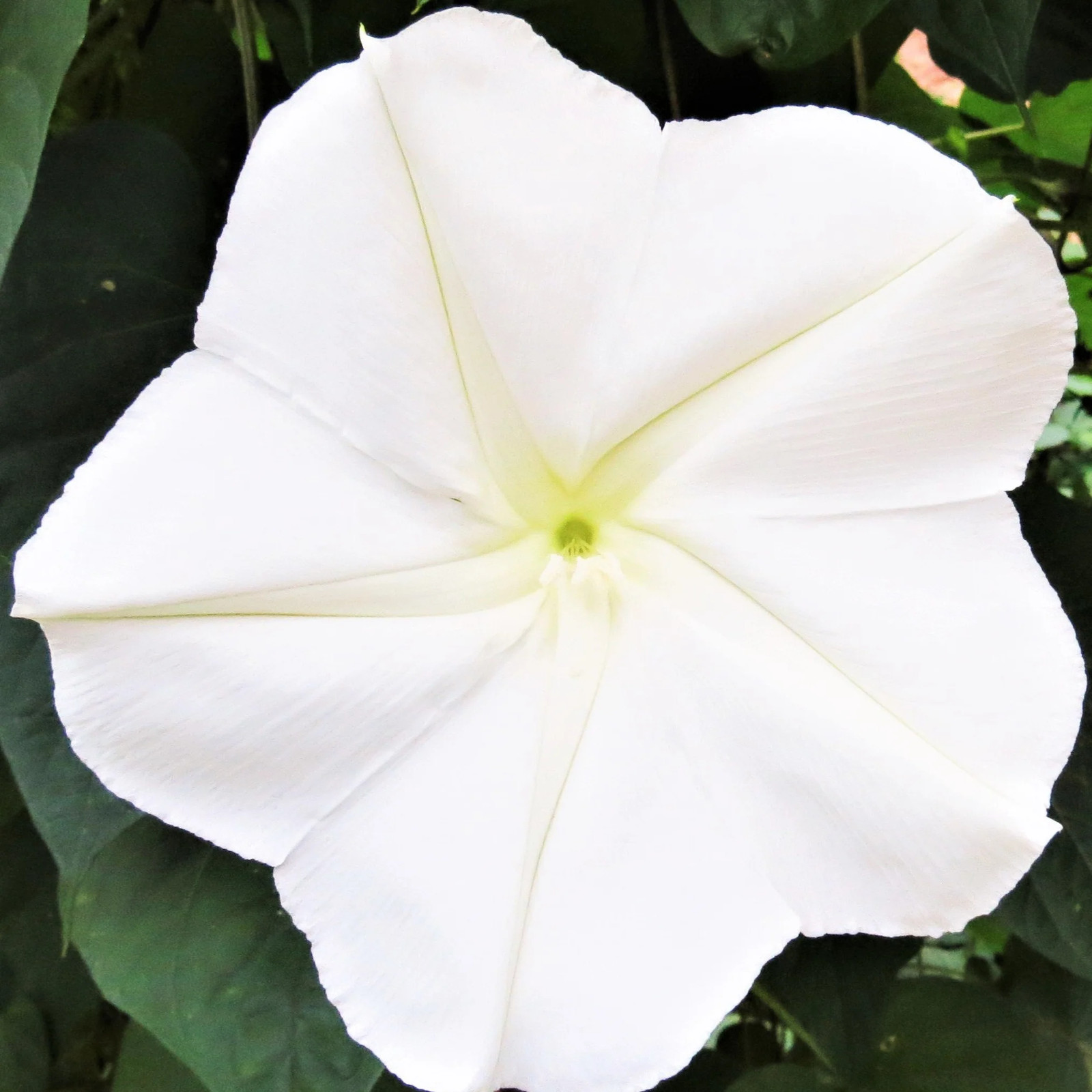Moonflower Seeds | Giant Tropical White Morning Glory Vine Moon Flower Seed 2023