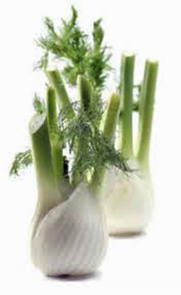 FENNEL, FLORENCE, HEIRLOOM, 25+ SEEDS, DELICIOUS