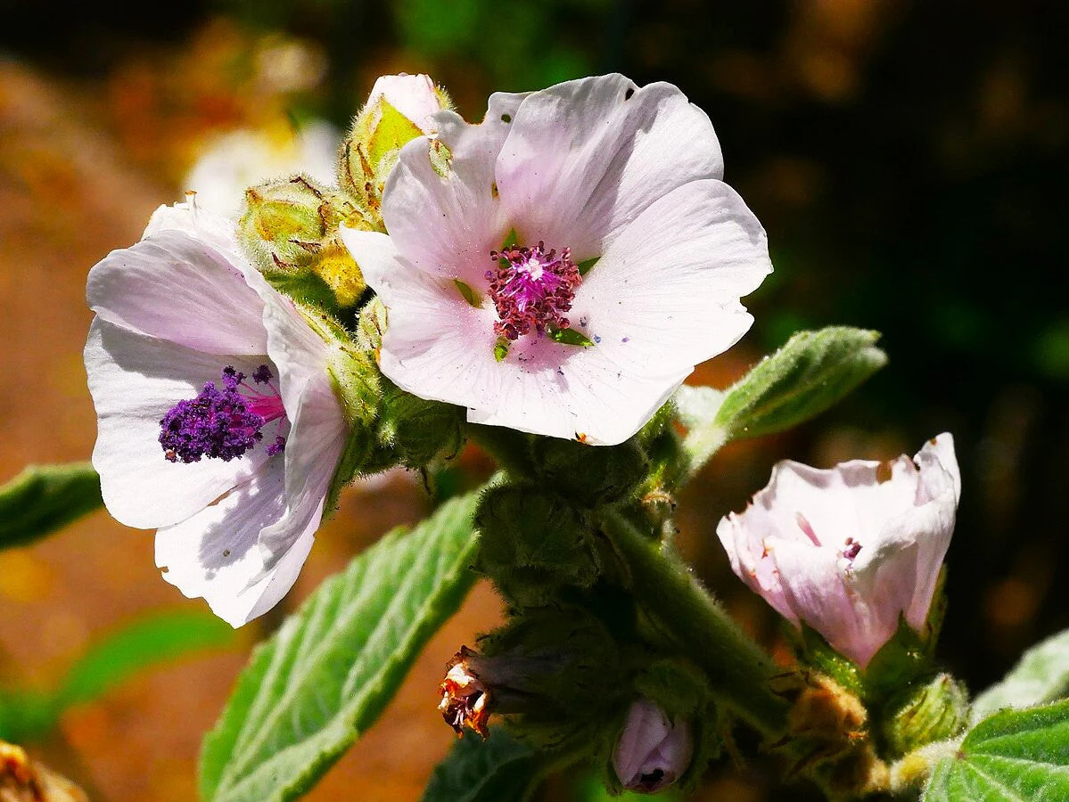 Marshmallow Plant Seeds – For 2025 Planting Medicinal Marsh Mallow Flower Rose