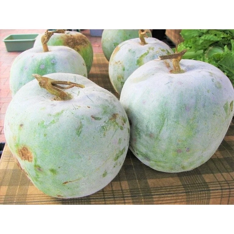 10 CT. Giant White Skin Winter Melon Seeds | Ash Wax Gourd