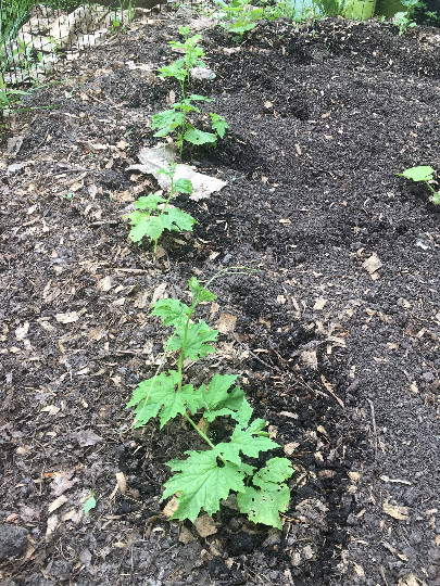 30 BITTER MELON Seeds; Green Skin Bitter Gourd; Ku Gua 青皮苦瓜; great germinations