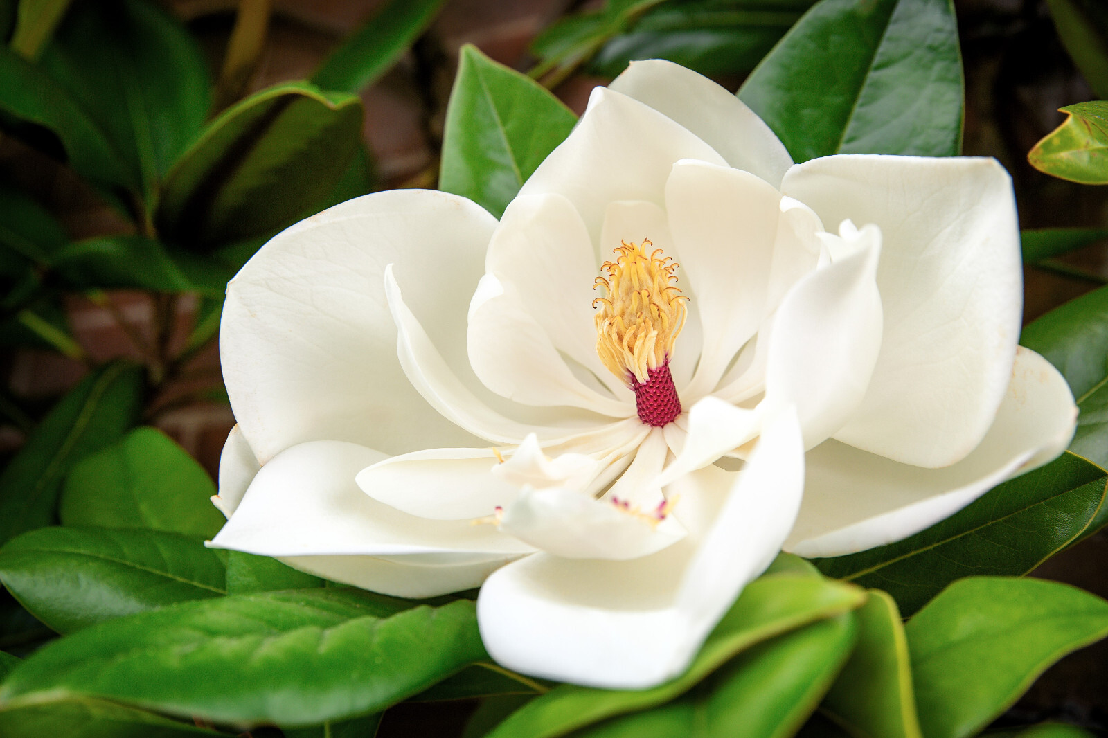10 SOUTHERN MAGNOLIA TREE 12″ White Flowers Native Grandiflora Bull Bay Seeds