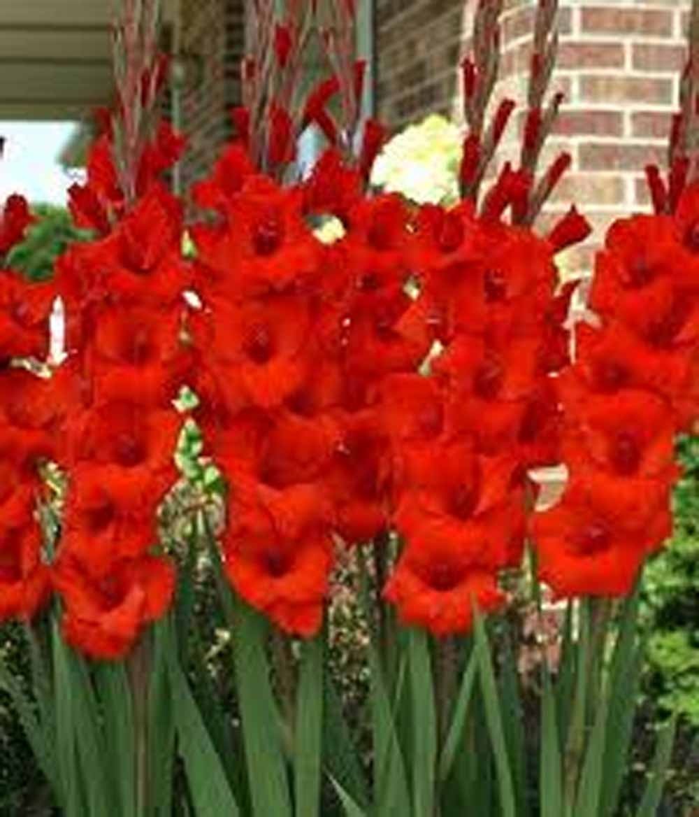 Gladiolus Flower Bulb/Corms, Red Bulbs Unique Garden Statement, Country Creek