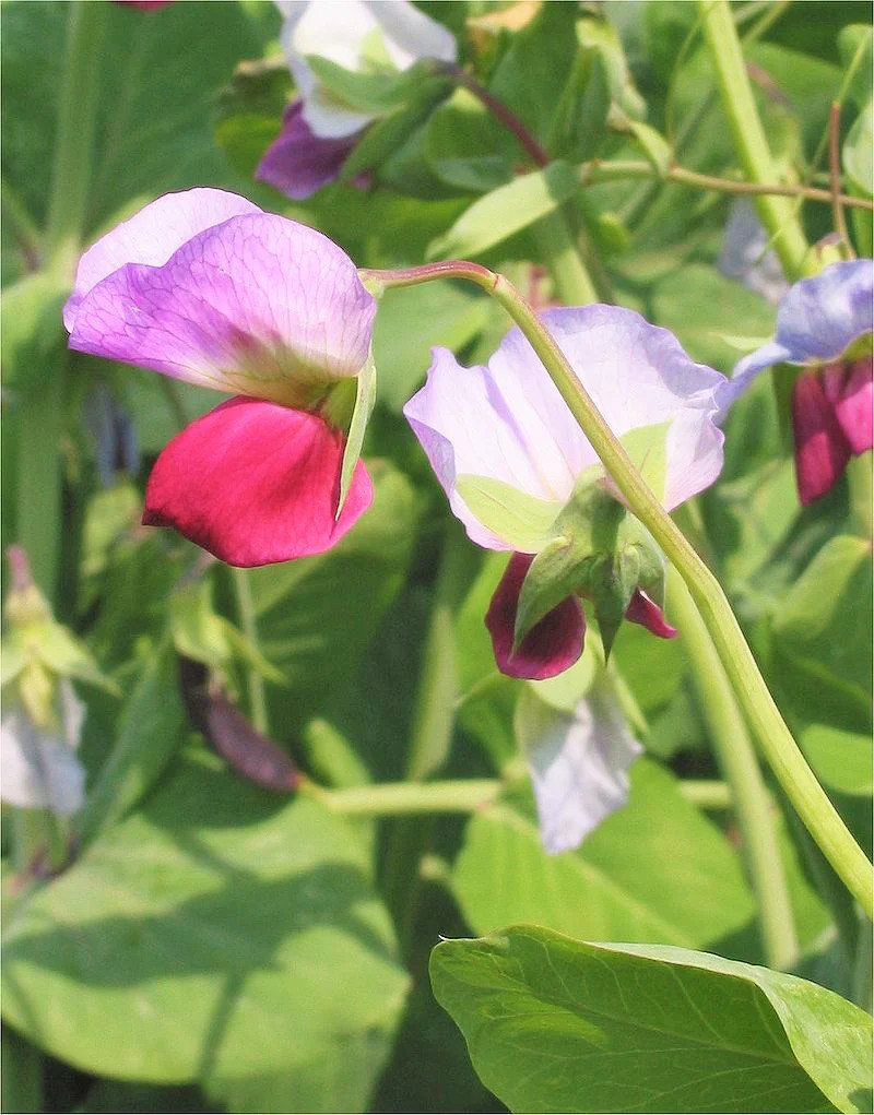 Dwarf Grey Sugar Pod Snow Pea Seeds | Asian Chinese Snap Peas Fresh Seed 2024