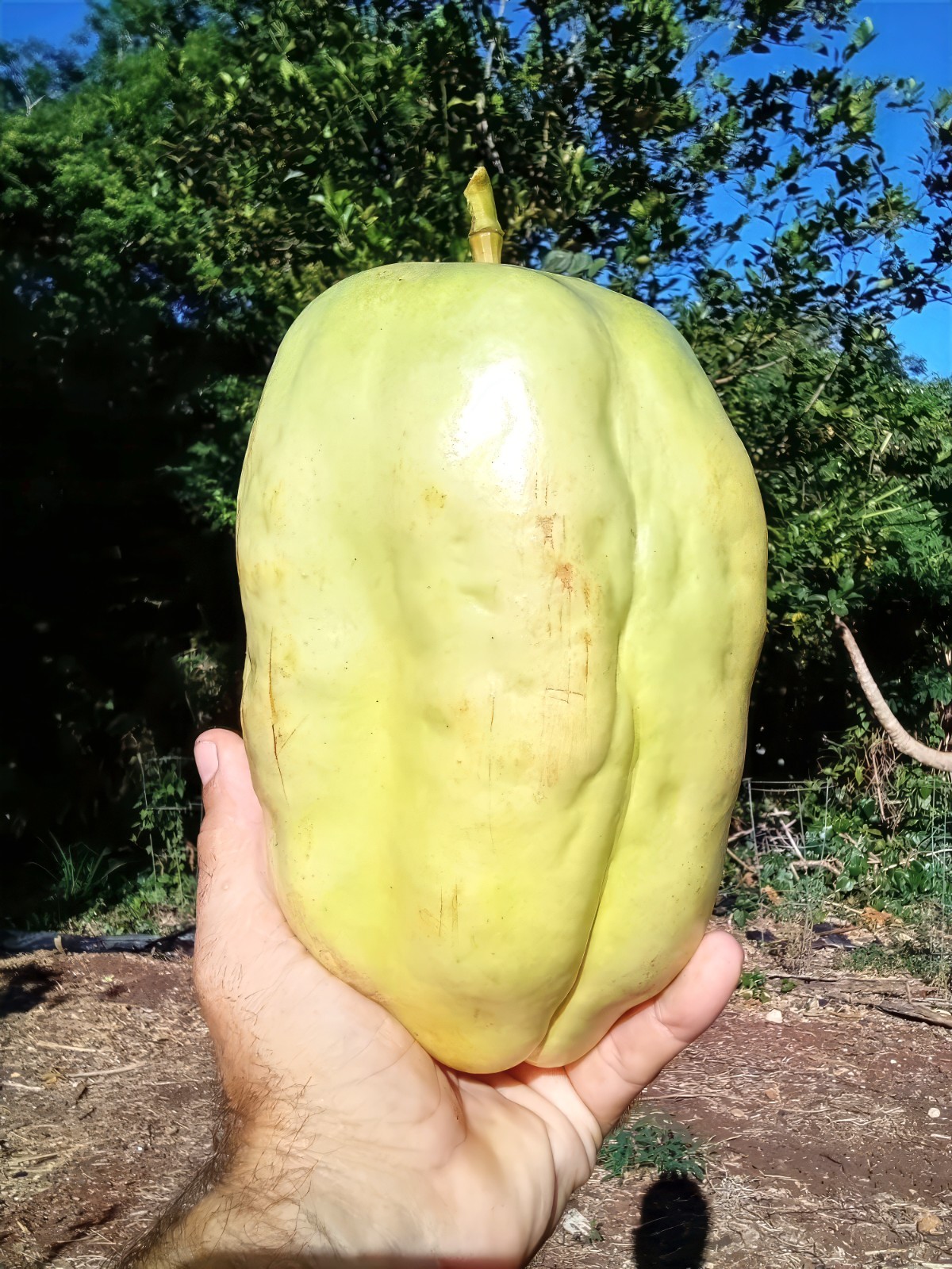 10 GIANT GRANADILLA SEEDS Passiflora quadrangularis Passionfruit Flower Plant