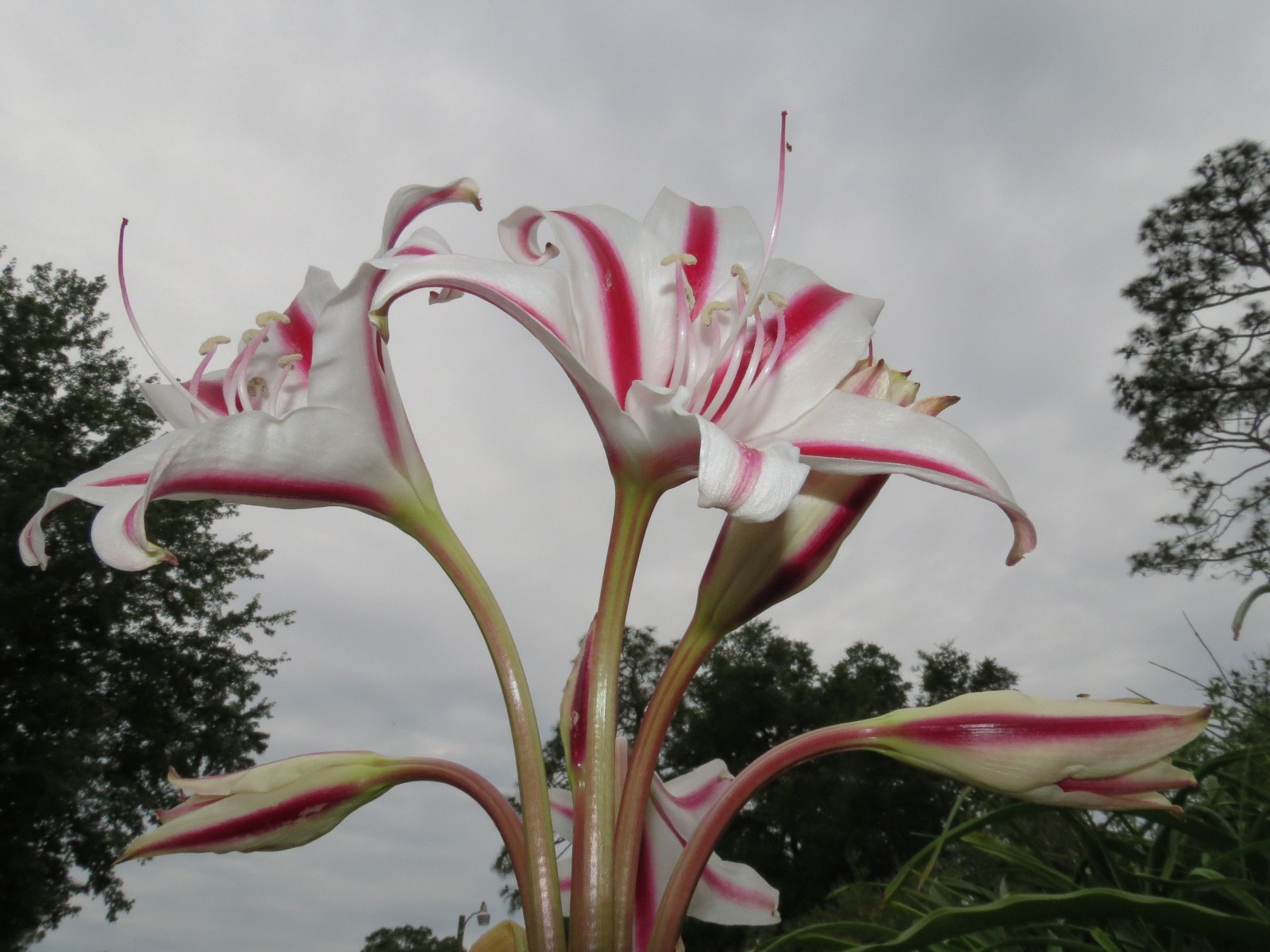 Crinum Lily, scabrum Margie Brown, large, near blooming-size bulb, NEW, RARE