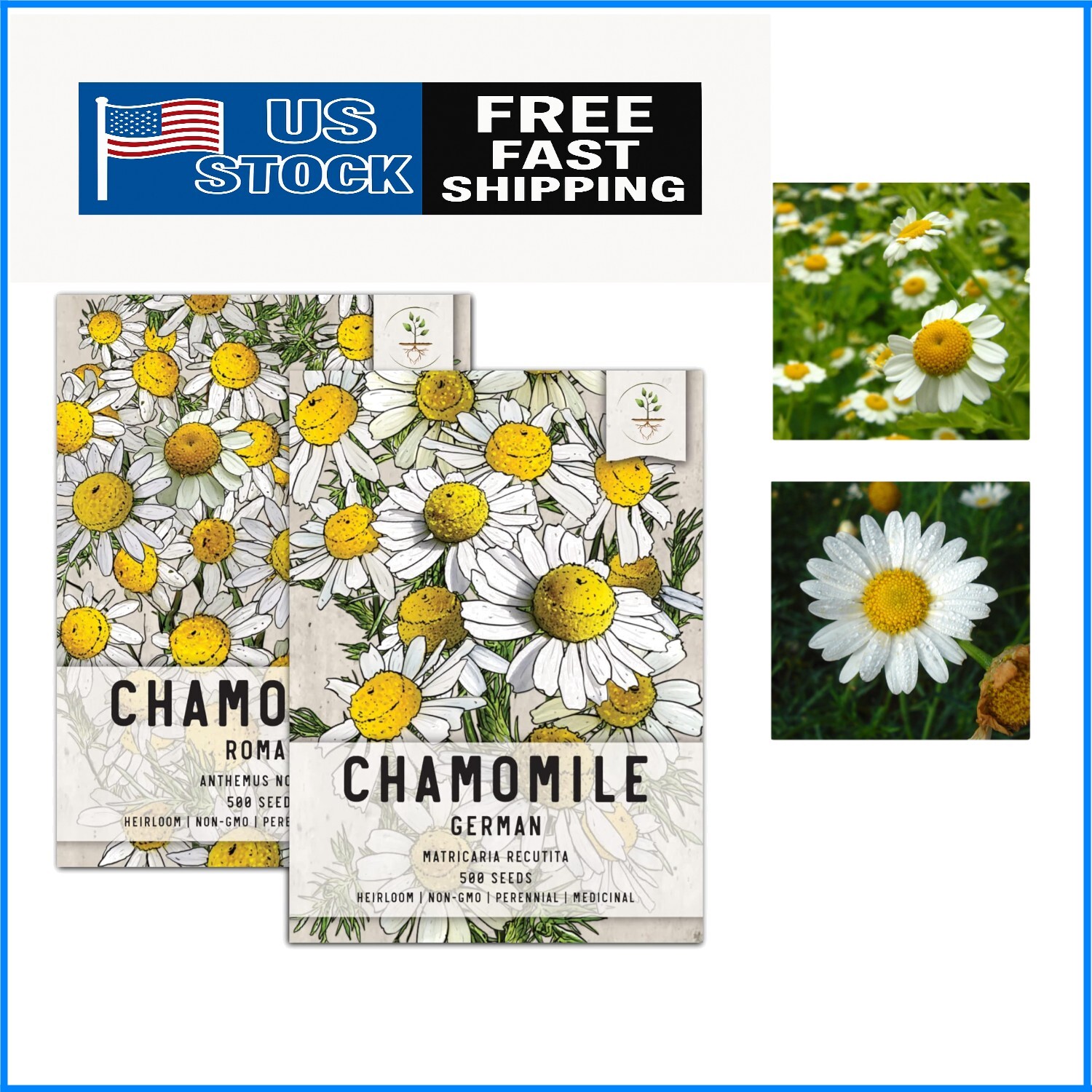 Bouquet of Biodegradable Beauty: 1000 Chamomile Seeds for Flowering & Herbal Use