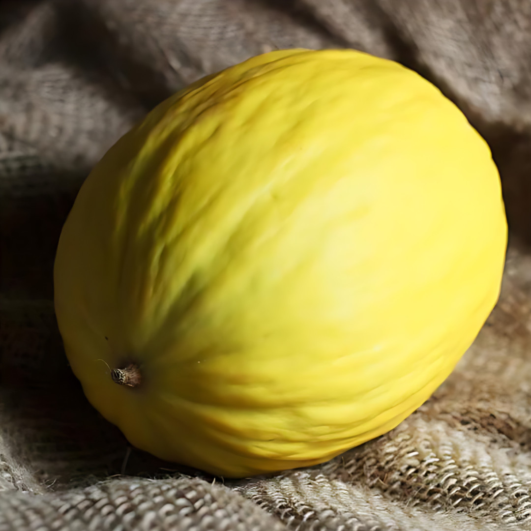 Fresh Delicious Crenshaw Melon Seeds | Yellow | Heirloom Non-GMO | Fruit Seeds