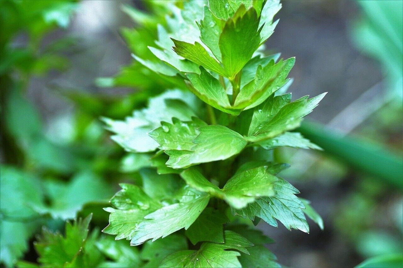 Lovage Seeds Levisticum Officinale, Shipped with Tracking, Herb Garden Seeds