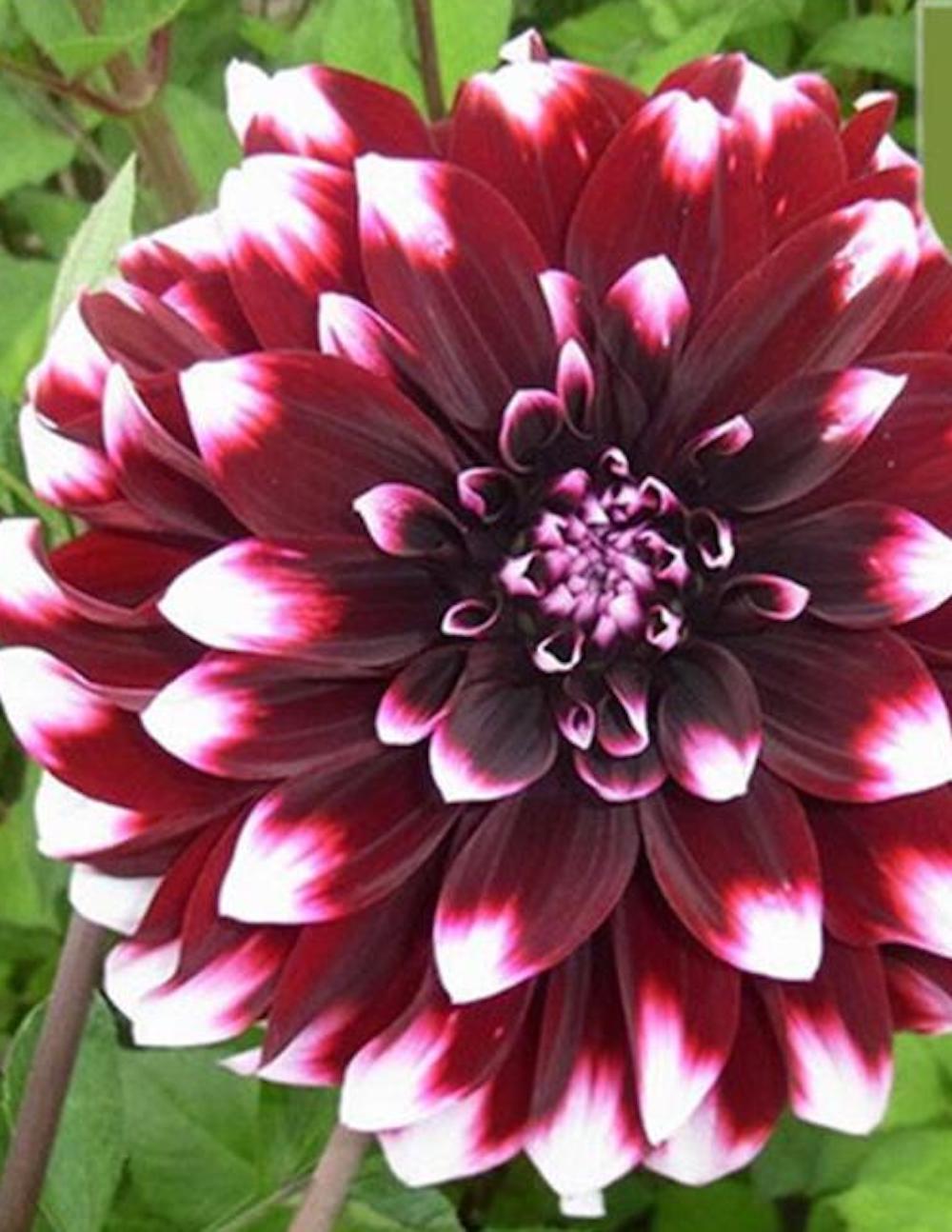 20 SEEDS DAHLIA blossom flowering bud rare bloom exotic garden plant 18 colors