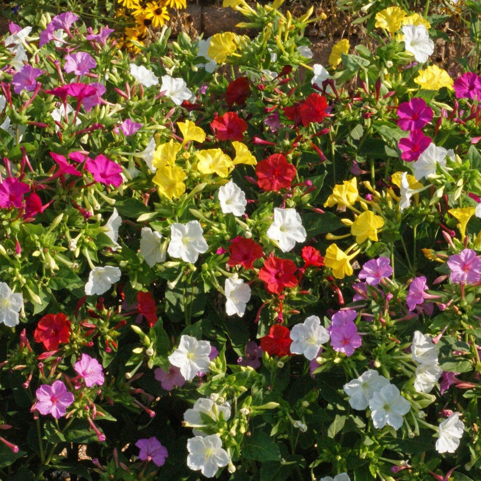 Mixed Four O’clock Flower Seeds – 1 lb Perennial, Fragrant Trumpet Blooms, Easy