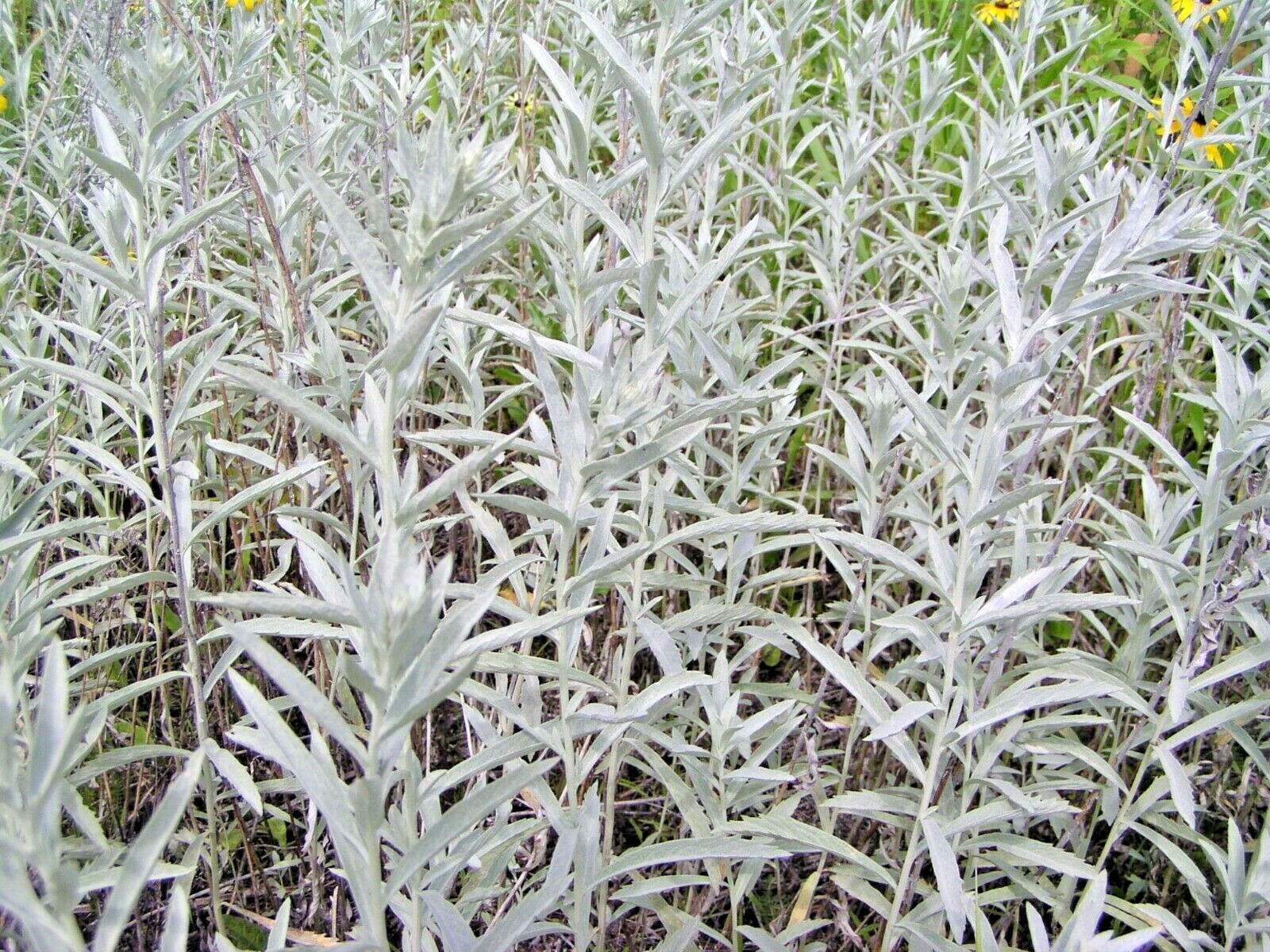 301+PRAIRIE SAGE Flower seeds White Sagebrush Perennial Native Wildflower smudge