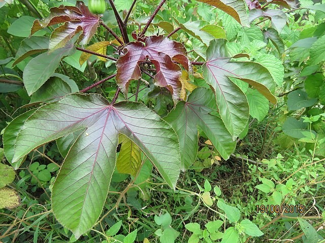 30x Jatropha gossypiifolia seed, Tua Tua, Bellyache Bush, tropical tree seeds.