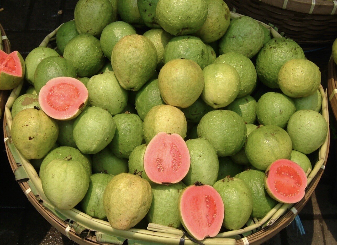 35 SEEDS Pink Guava | Psiduim Guajava | Bayabas SEEDS for Planting