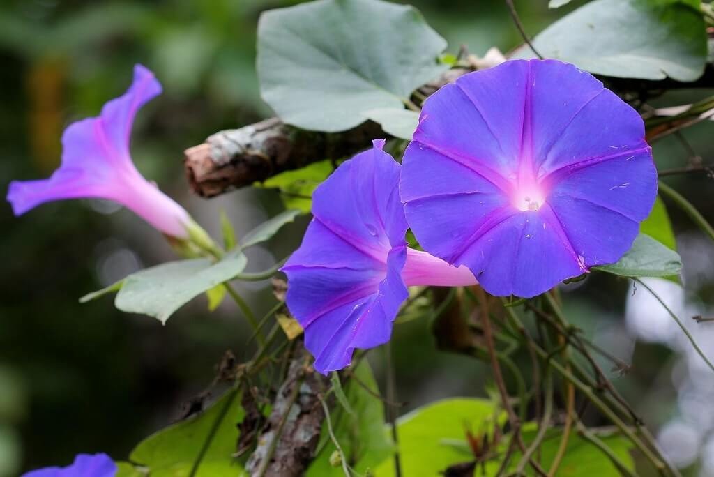 Ipomoea indica | Morning Glory | Blue Dawnflower | Oceanblue | 10_Seeds