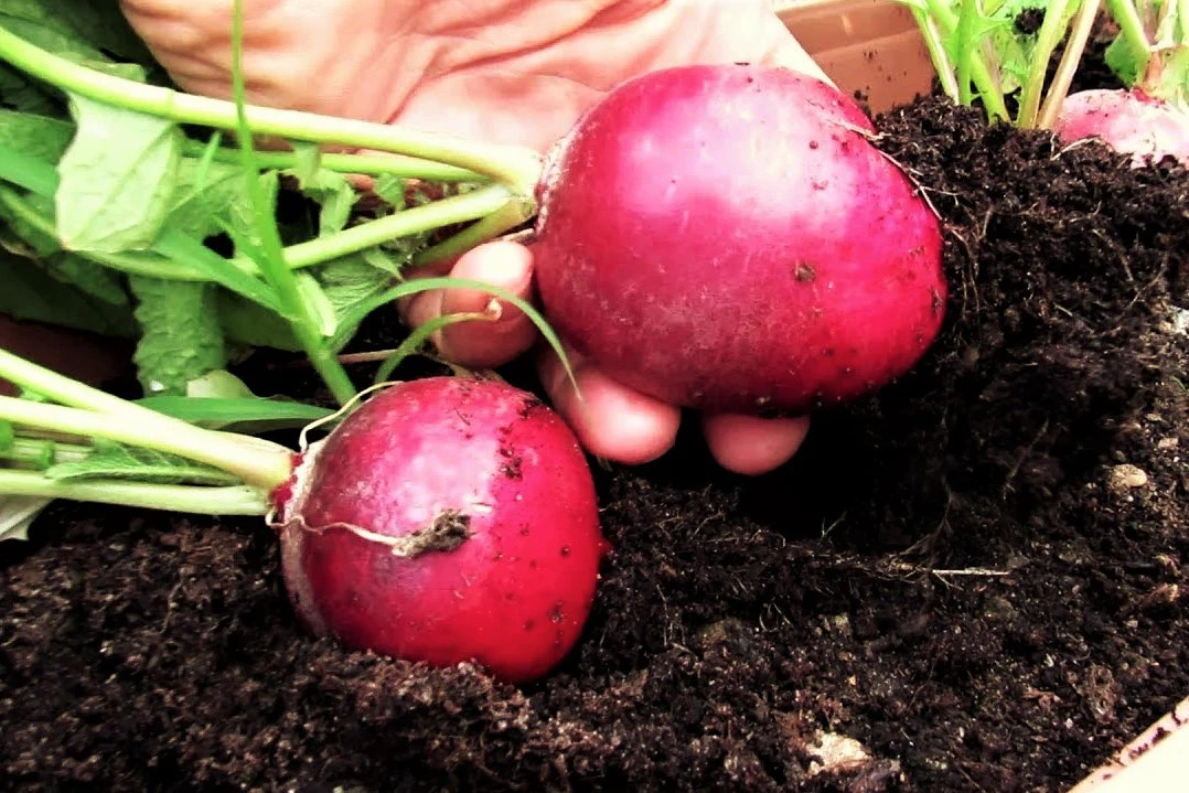 German Giant Radish Seeds | Large Red Globe Radishes Crimson Vegetable Seed 2024