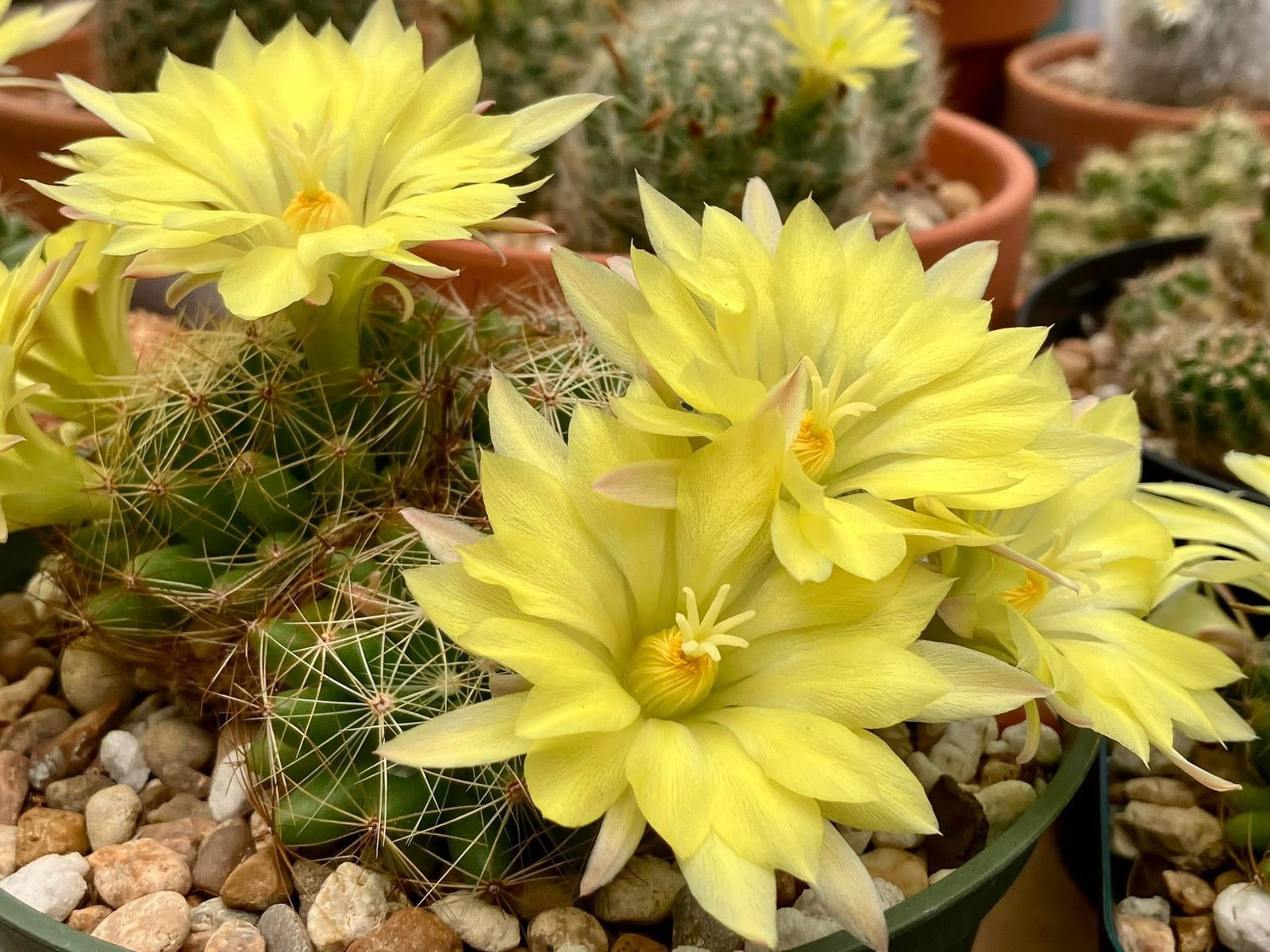 Seed- Mammillaria sphaerica 25+ seeds (2025)
