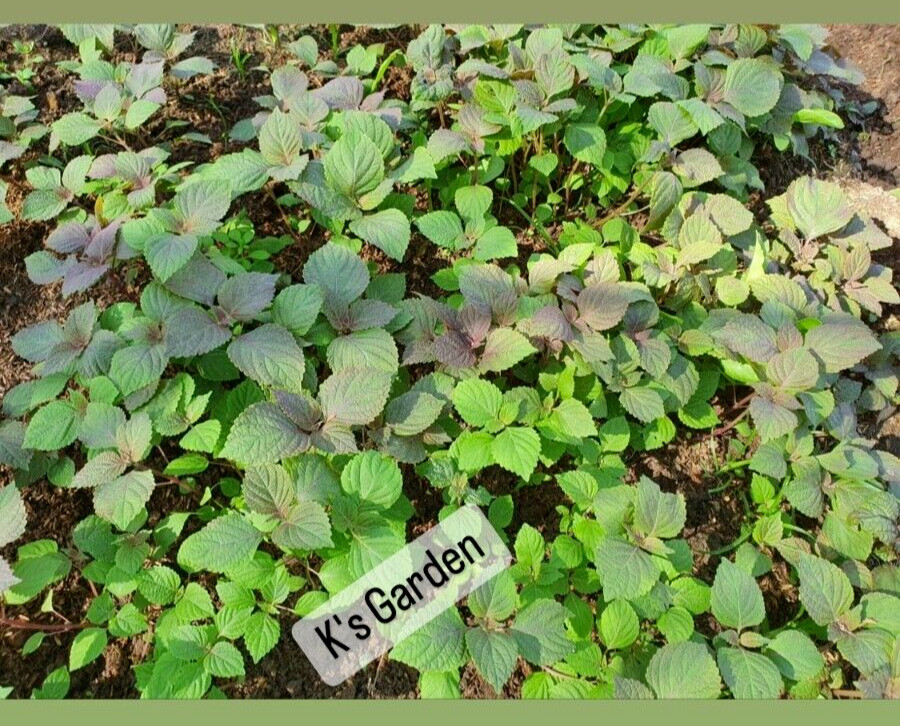 700+ SHISO, PERILLA, ZISU SEEDS, TÍA TÔ, JAPANESE BASIL | NON-GMO, FREE SHIP |