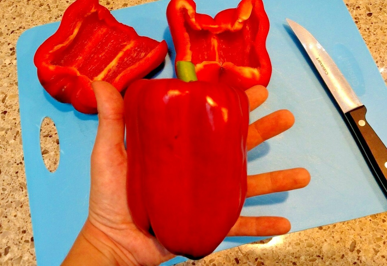 Keystone Giant Bell Pepper Seeds 20+ Sweet Pepper Vegetable **Free Ship**